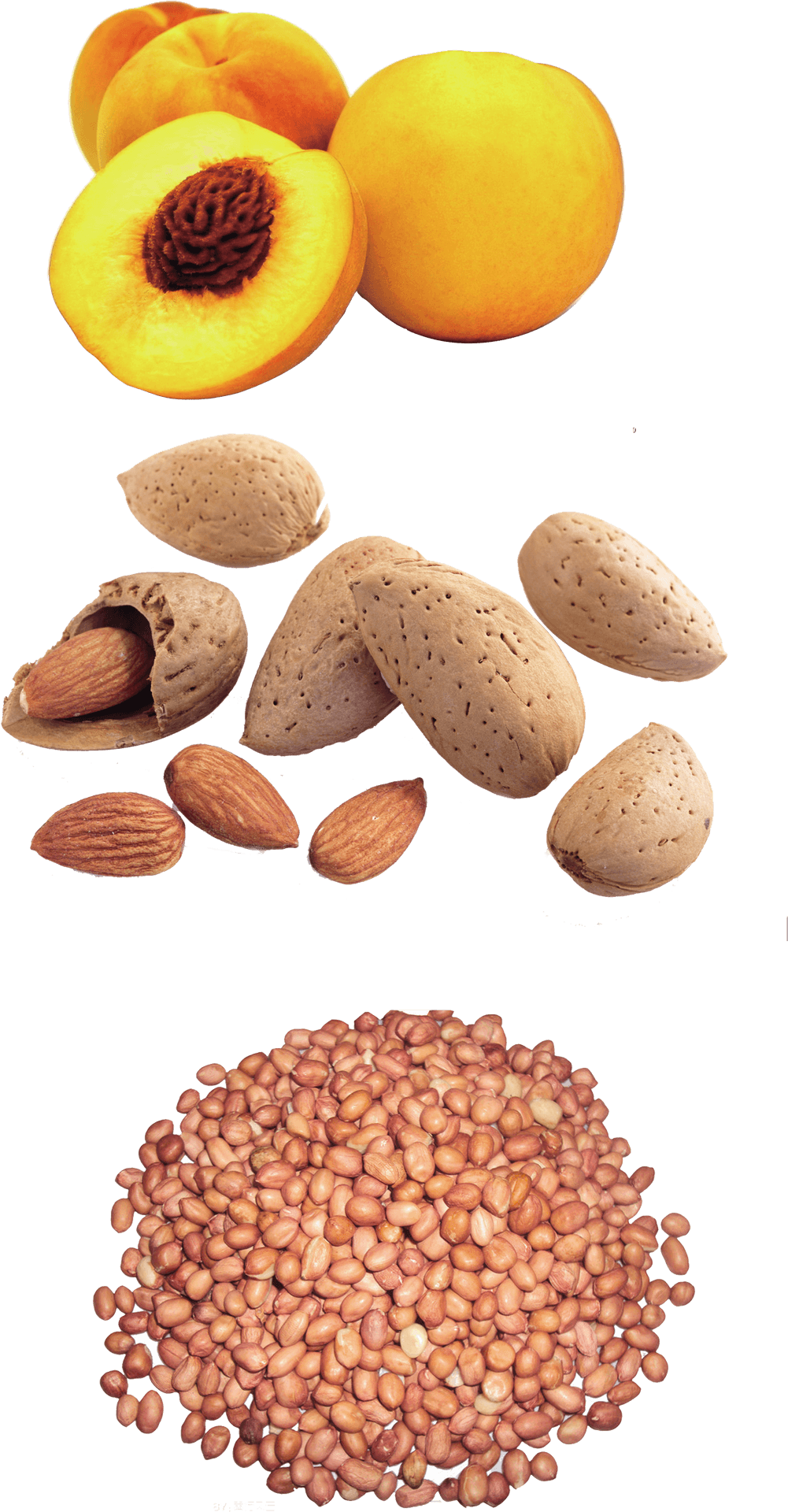 Peaches Almonds Seeds Progression PNG image