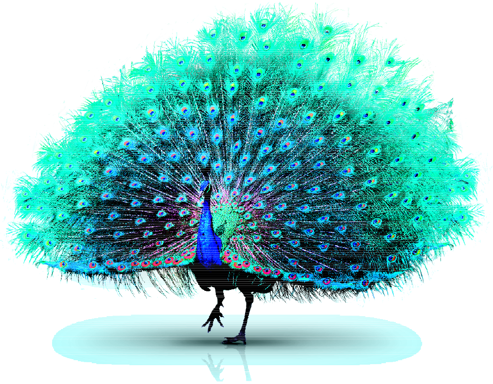 Peacock Displaying Plumage PNG image