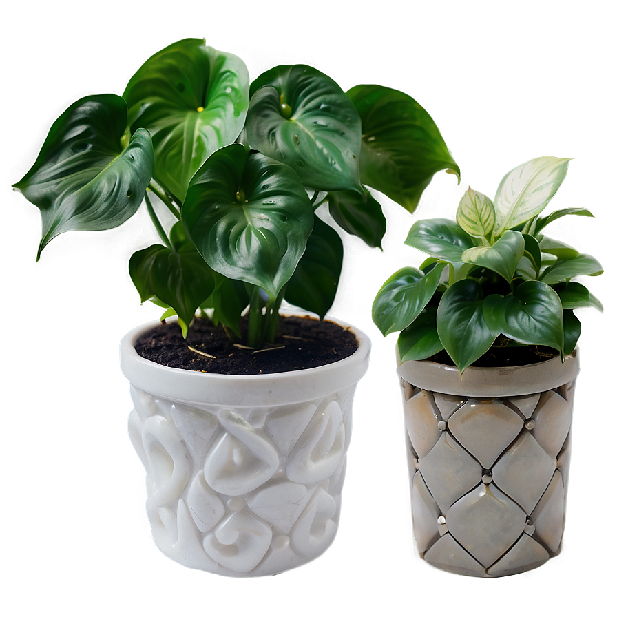 Pearl And Jade Pothos Differences Png 06272024 PNG image