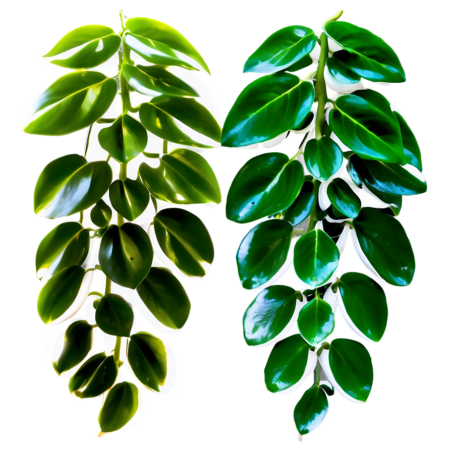 Pearl And Jade Pothos Differences Png Hdh25 PNG image