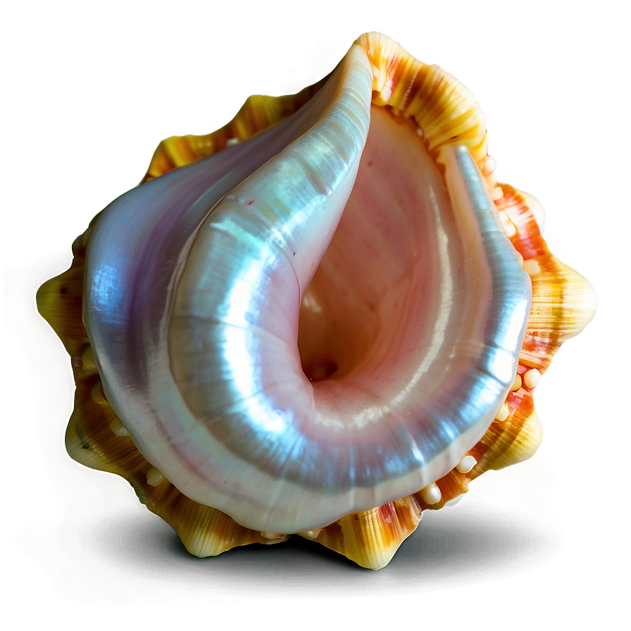 Pearl In Conch Shell Png Det PNG image