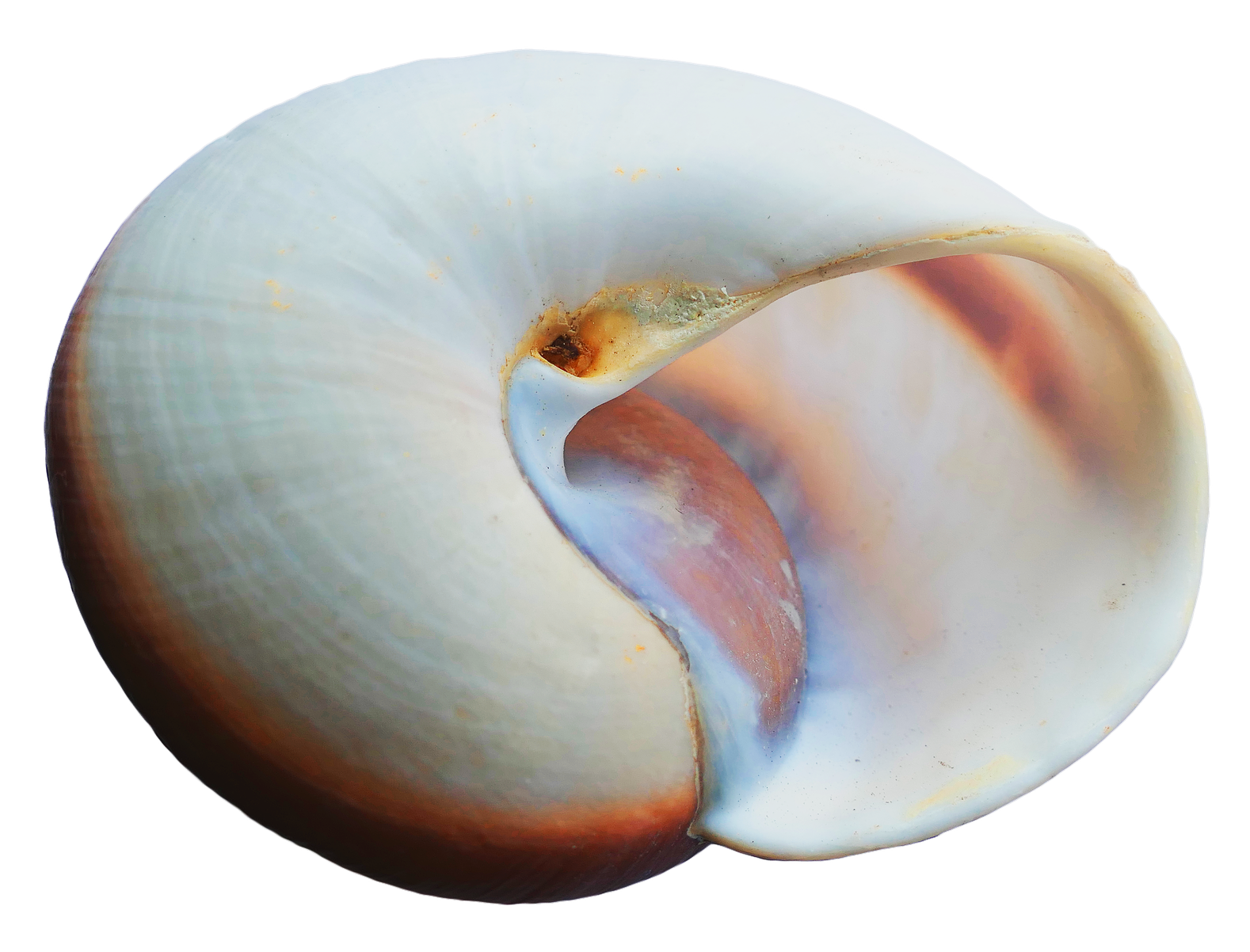 Pearlescent_ Nautilus_ Shell_ Closeup.png PNG image