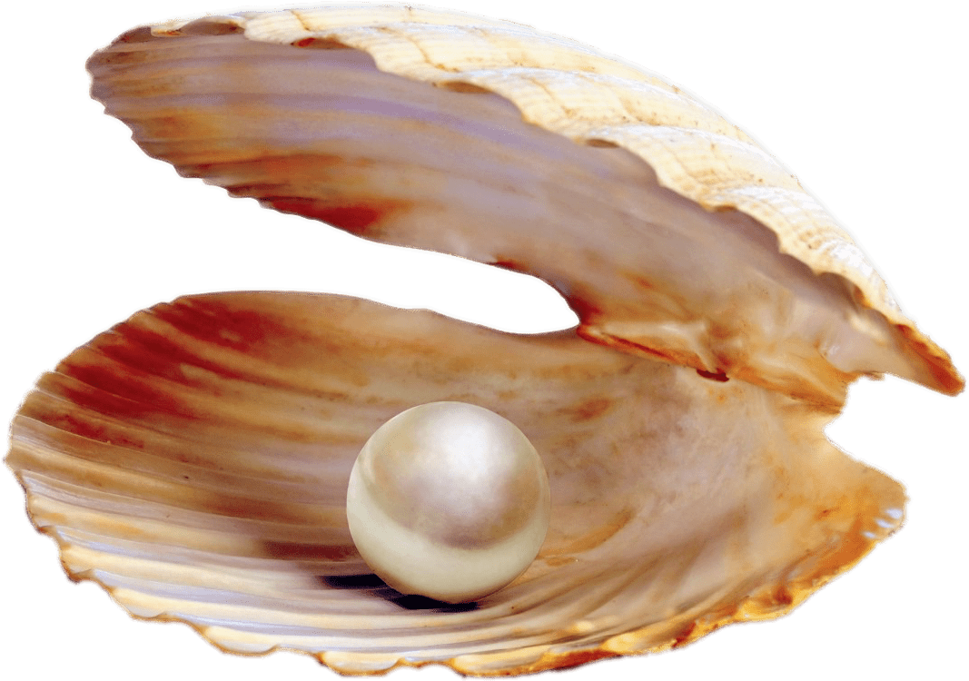 Pearlin Open Clam Shell PNG image