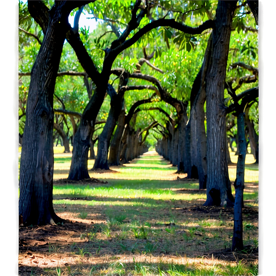 Pecan Orchards In Mississippi Png 06252024 PNG image