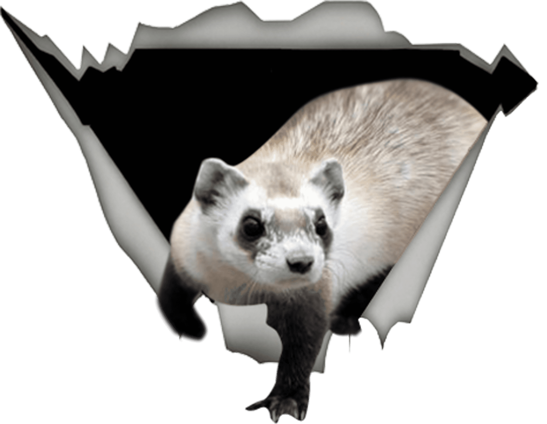 Peeking Ferret Graphic PNG image