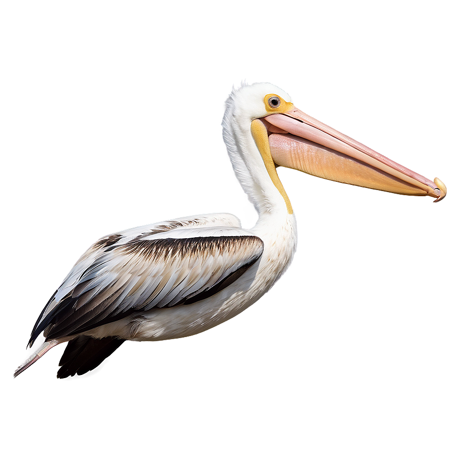 Pelican Flight At Dusk Png 7 PNG image