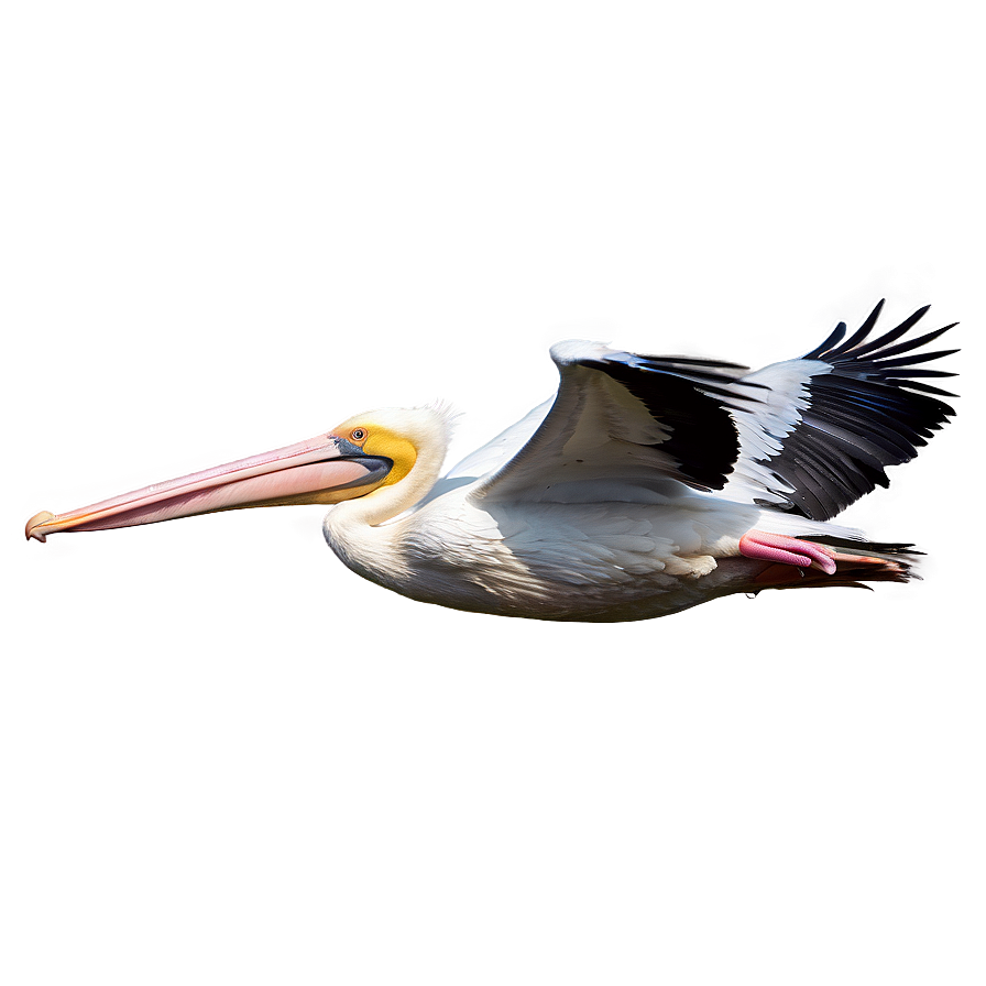 Pelican Flight At Dusk Png Gmq PNG image