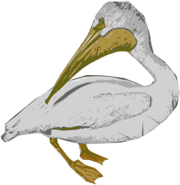 Pelican Illustration Artwork PNG image
