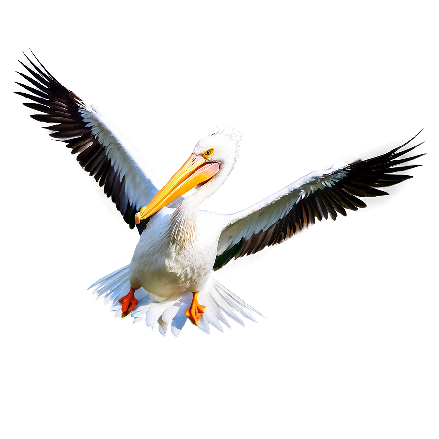 Pelican In Action Scene Png 06242024 PNG image