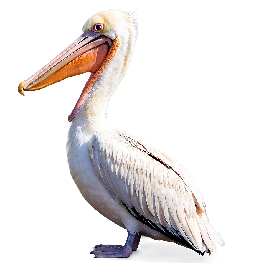 Pelican In Bright Daylight Png 06242024 PNG image