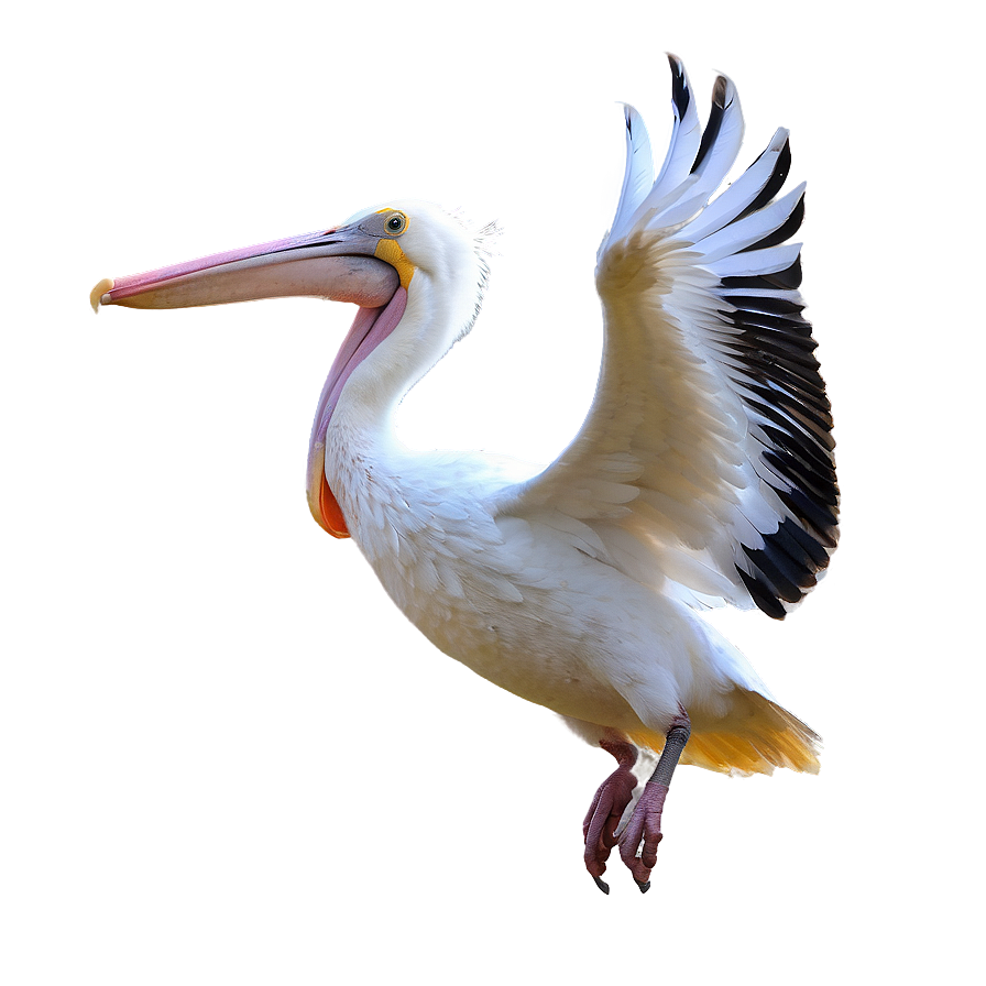 Pelican In Flight Png Bqi83 PNG image