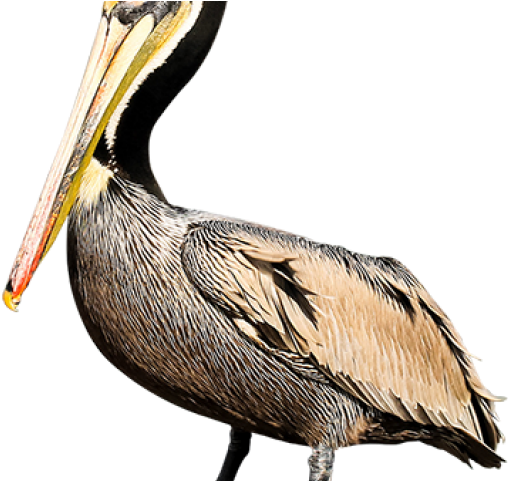 Pelican Profile Portrait PNG image