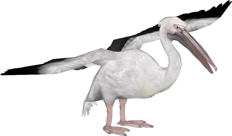 Pelican Spread Wings PNG image