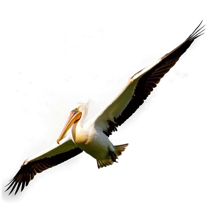 Pelican Under Stormy Skies Png Rlw31 PNG image