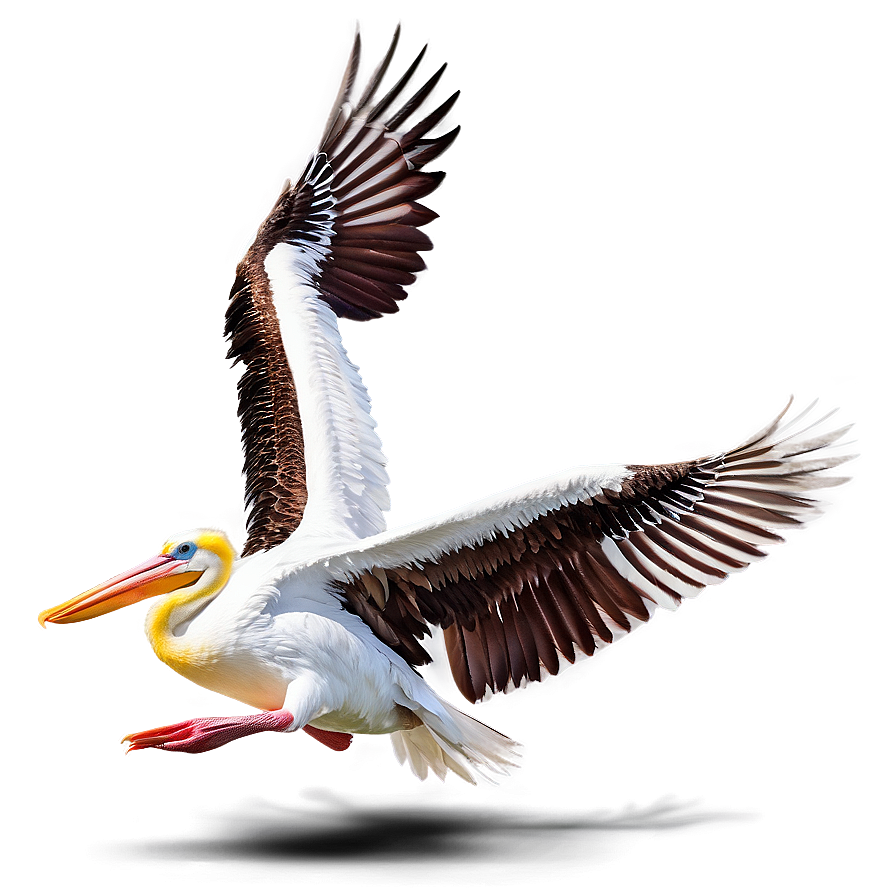 Pelican With Spread Wings Png Mnr95 PNG image