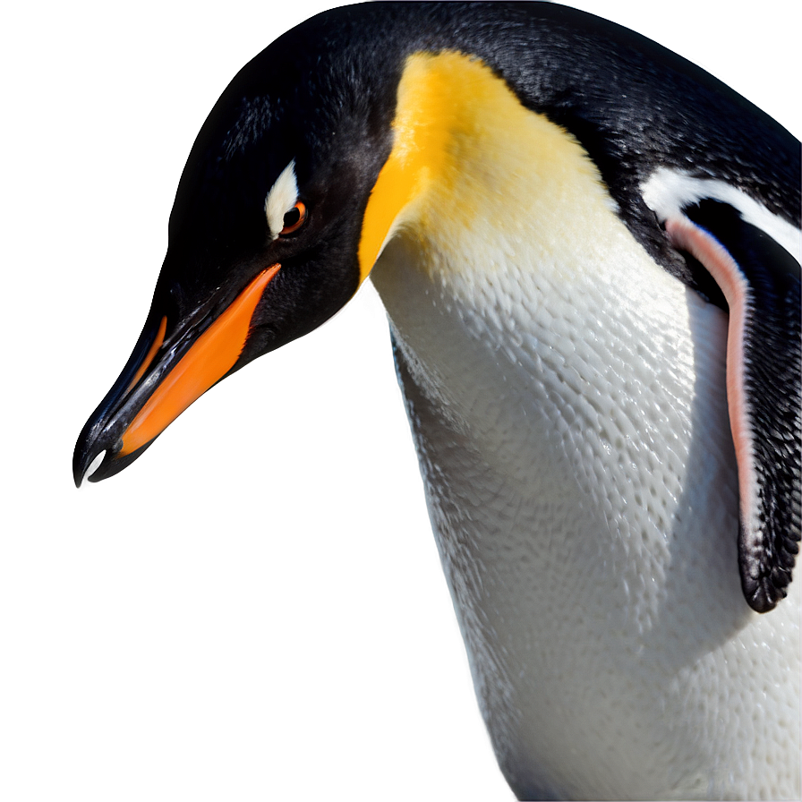 Penguin Bird Antarctic Png Gen PNG image