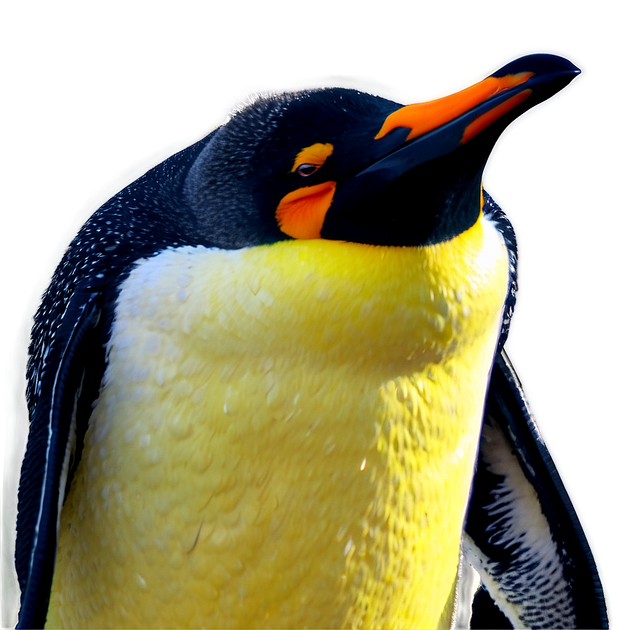 Penguin Outline Png Cfg63 PNG image