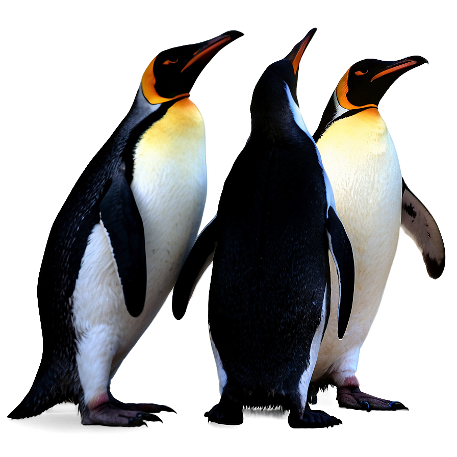 Penguin Silhouette Png Cxn PNG image