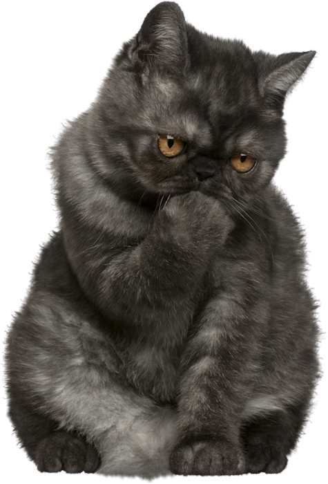 Pensive Black Cat PNG image