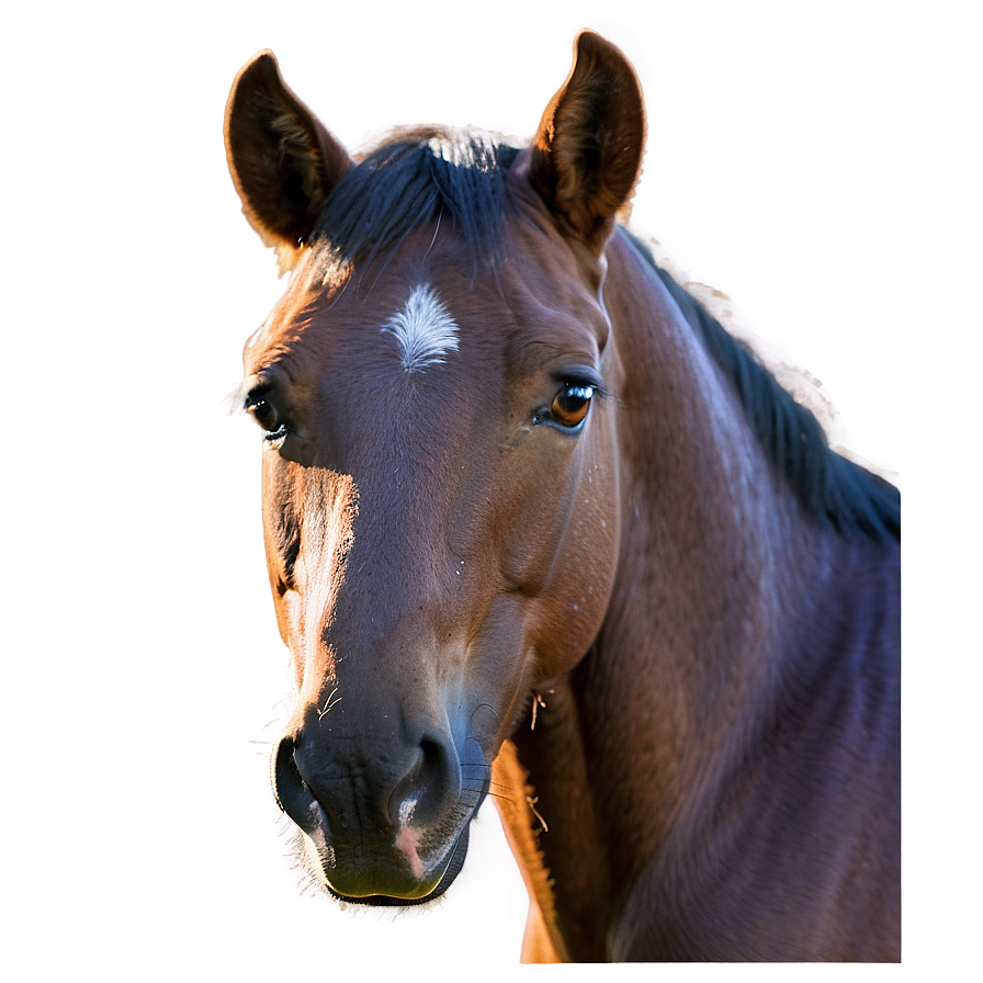 Pensive Mustang Horse Gaze Png Txw PNG image