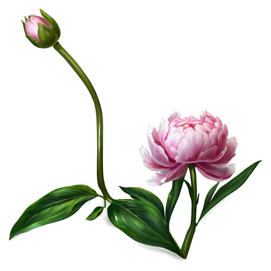 Peony Flower Illustration Png 05252024 PNG image