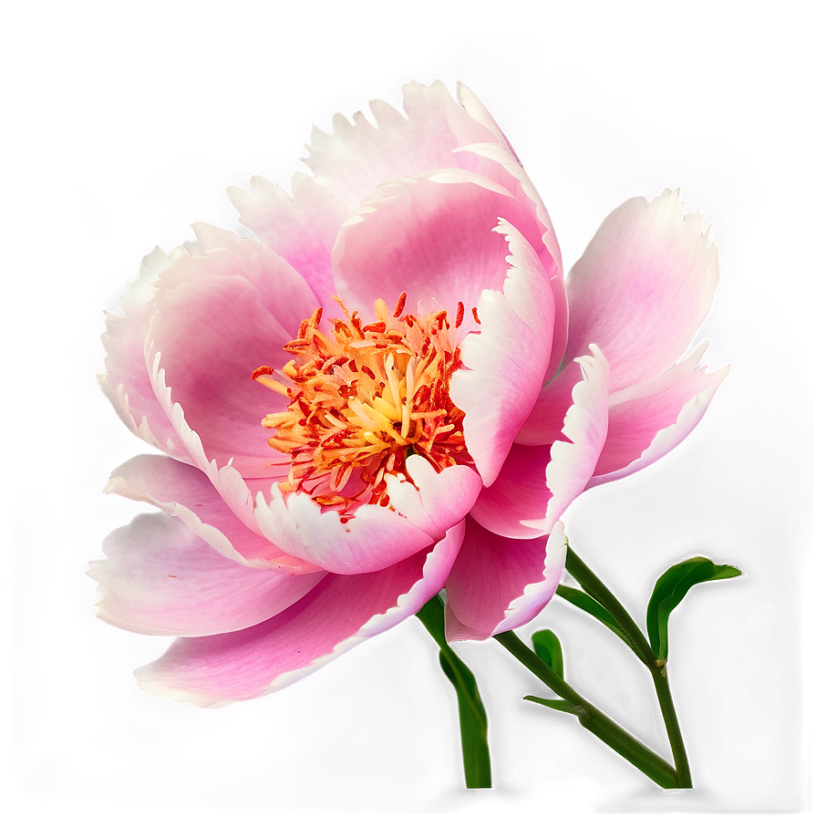 Peony Softness Png Akd PNG image