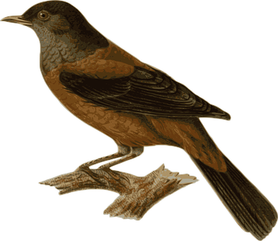 Perched Brown Bird Illustration PNG image