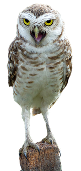 Perched Burrowing Owl Portrait PNG image