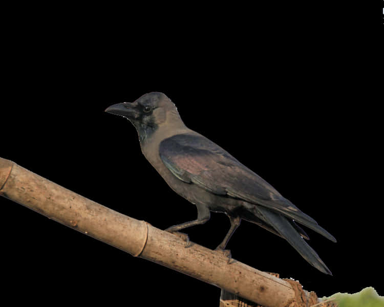 Perched Crow Black Background PNG image