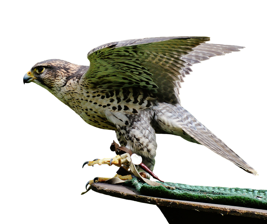 Perched Falcon Spreading Wings PNG image