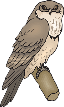Perched Owl Illustration PNG image