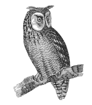 Perched Owl Sketch PNG image