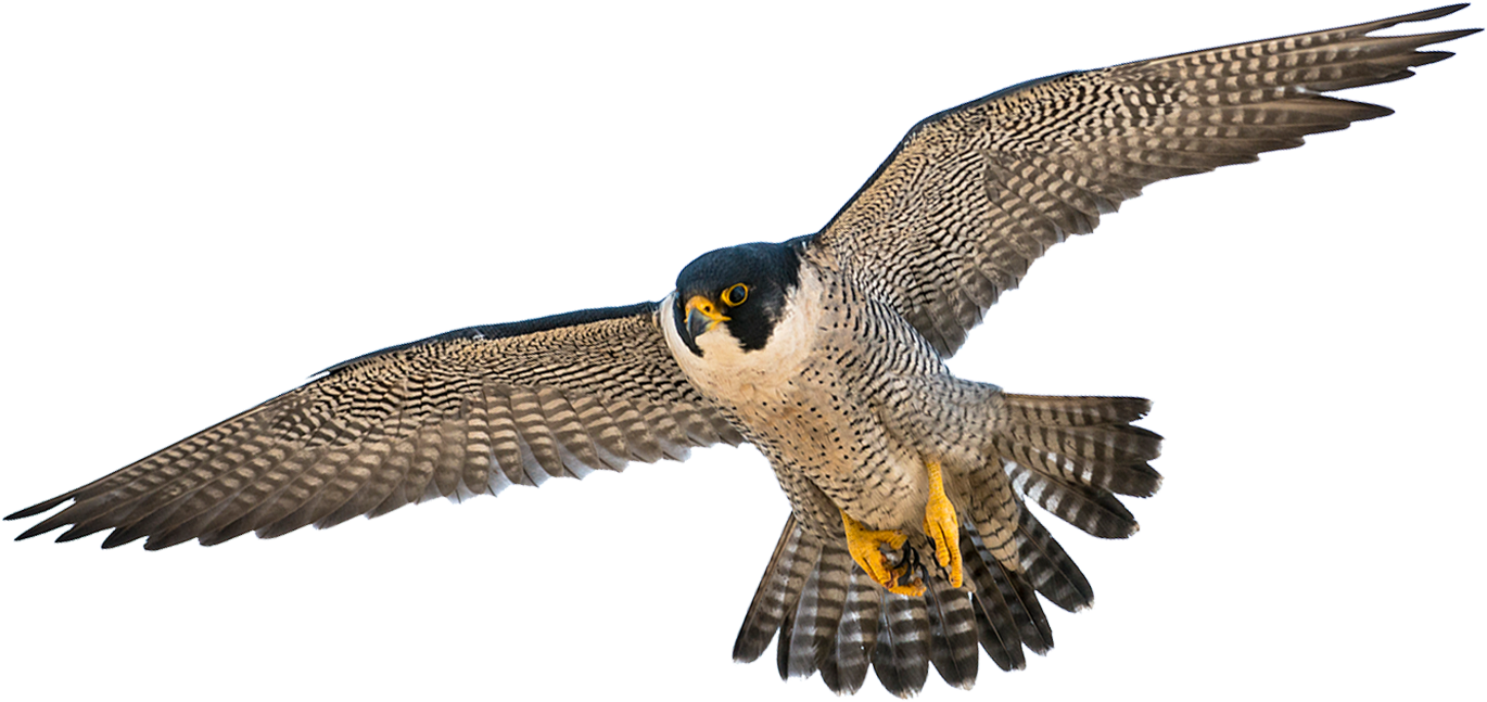 Peregrine Falcon In Flight PNG image