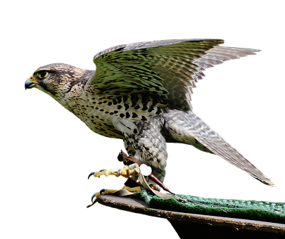 Peregrine Falcon Preparingfor Flight PNG image