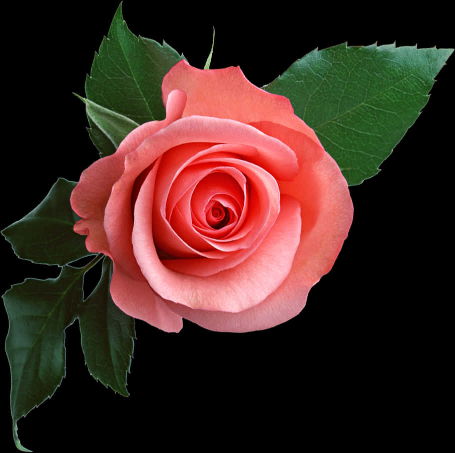 Perfect Pink Rose Black Background PNG image