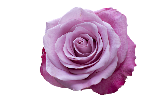 Perfect Pink Rose Black Background PNG image