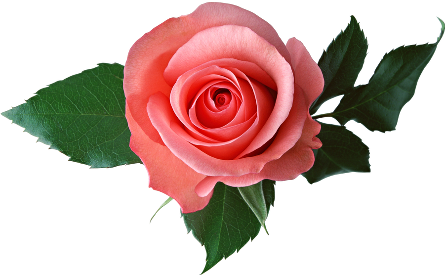 Perfect Pink Rose Isolated.png PNG image