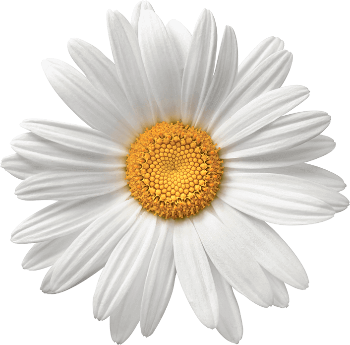Perfect White Daisy Flower PNG image