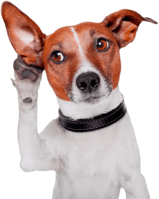 Perplexed Dog With One Ear Up PNG image