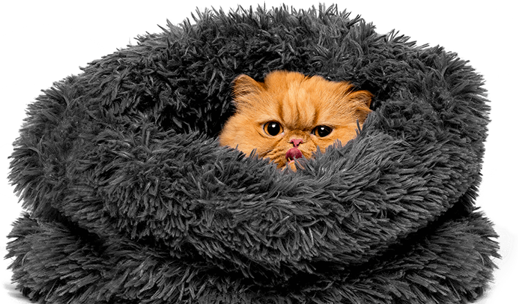 Persian Cat Cozyin Fluffy Blanket PNG image