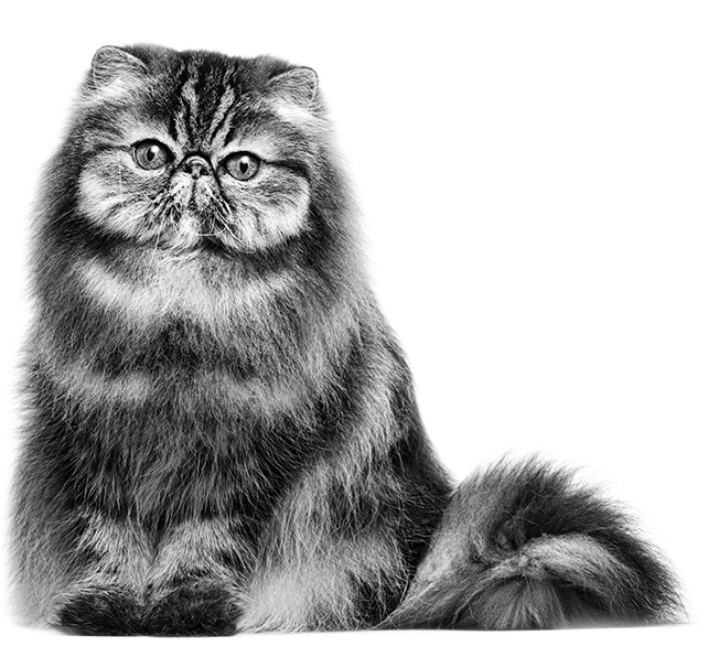 Persian Cat Portrait PNG image