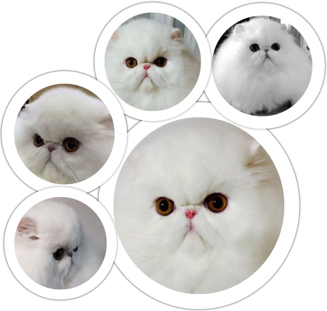 Persian Cats Collage PNG image