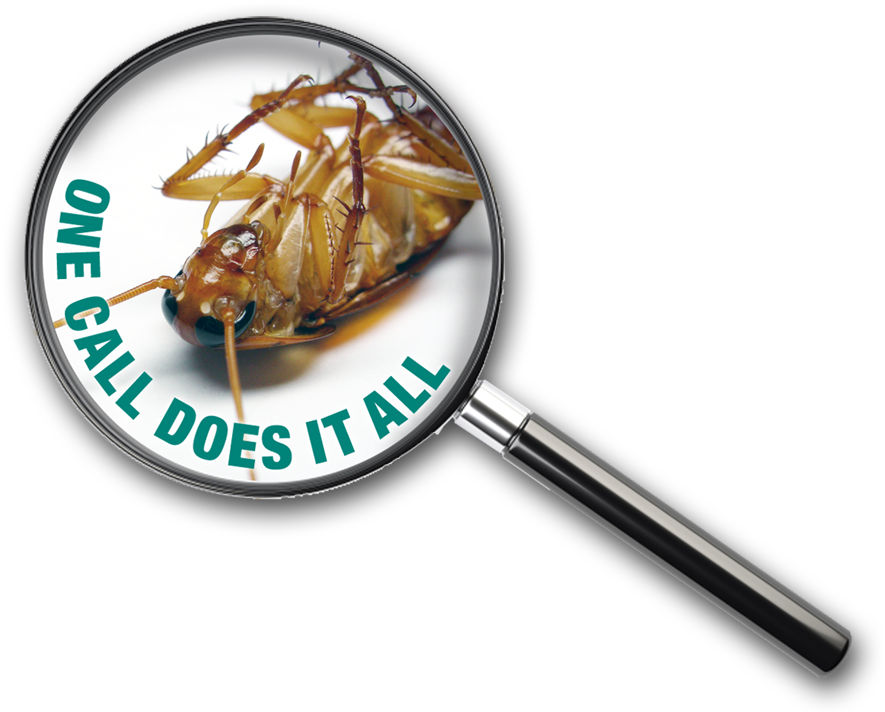 Pest Control Advertisement Cockroach Magnified PNG image