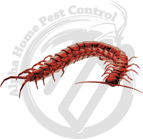 Pest Control Centipede Logo PNG image