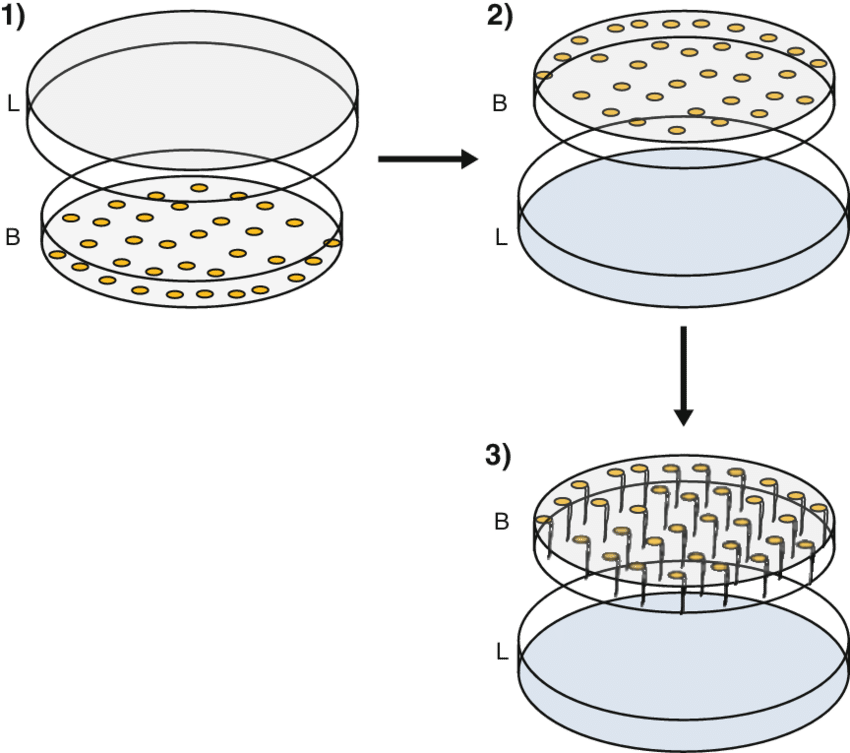 Petri Dish Culture Procedure Illustration PNG image