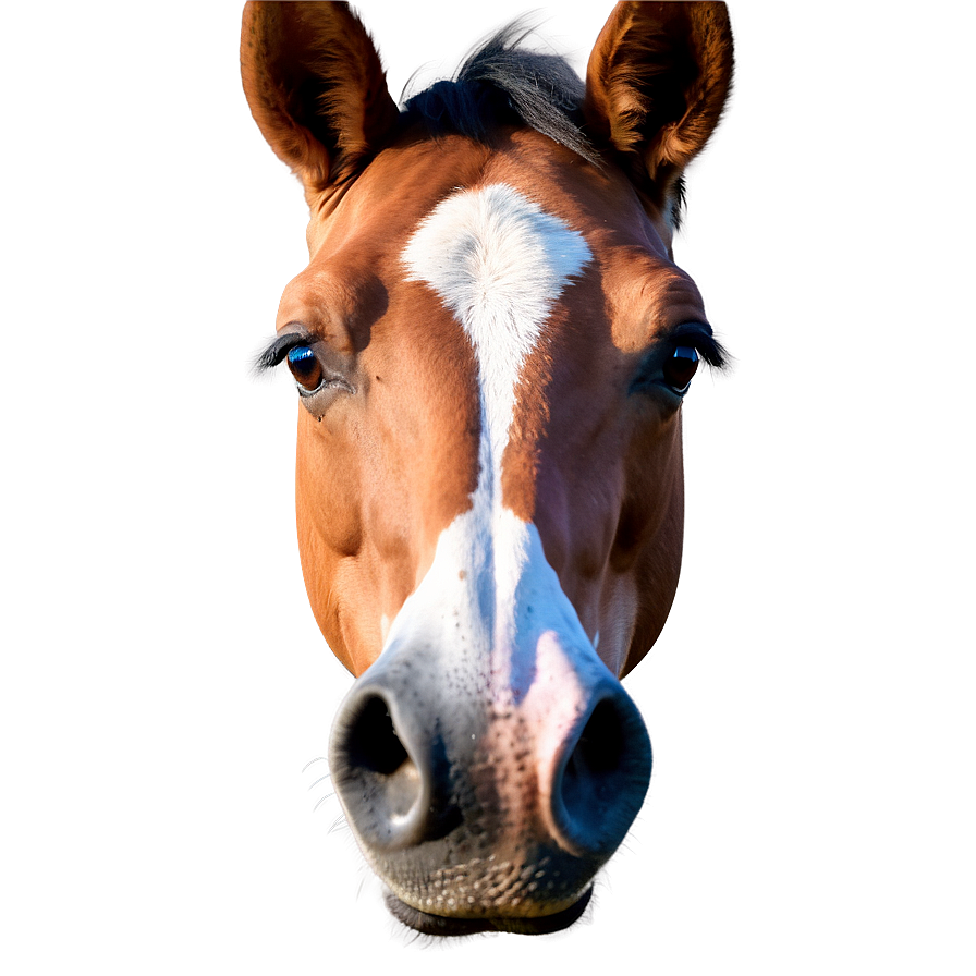 Photorealistic Horse Head Rendering Png 15 PNG image