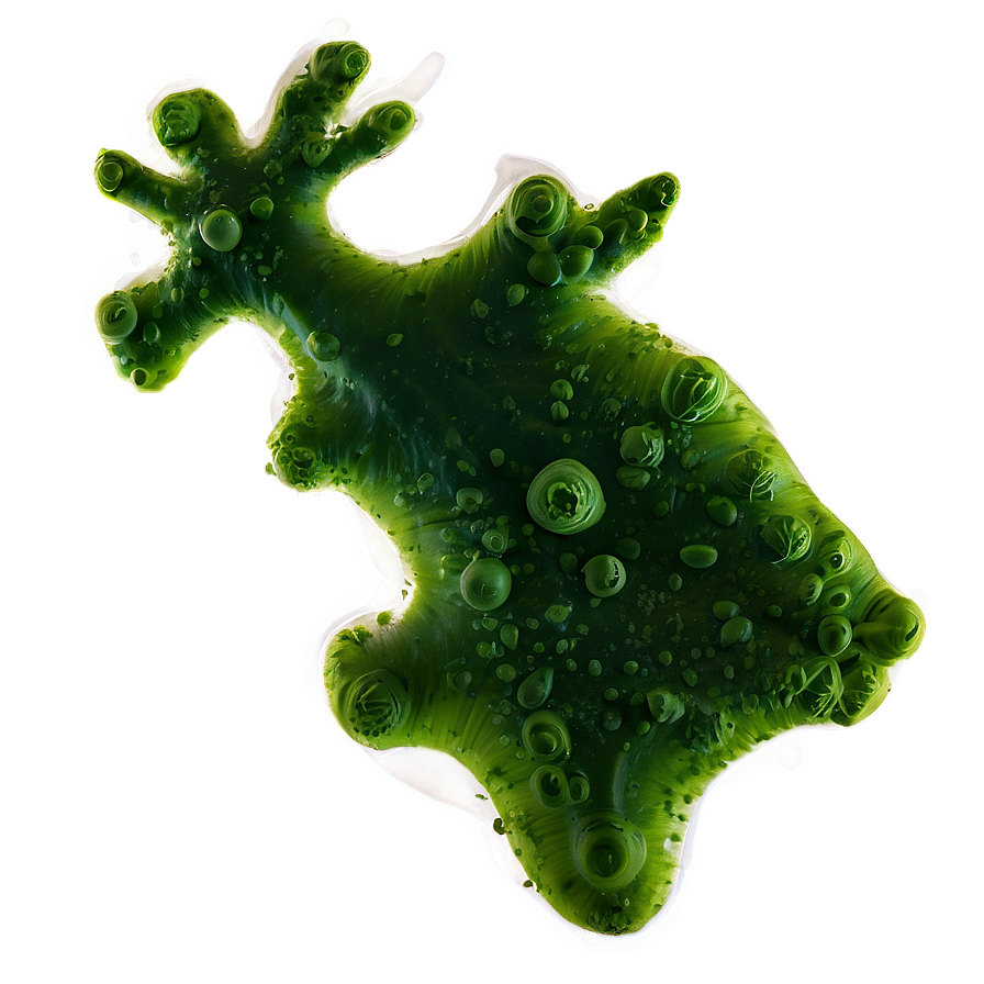 Phytoplankton Algae Png Xjj46 PNG image