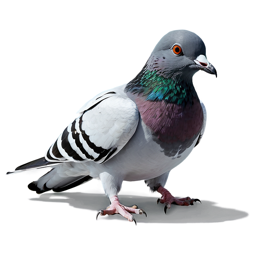 Pigeon Animated Png 05242024 PNG image