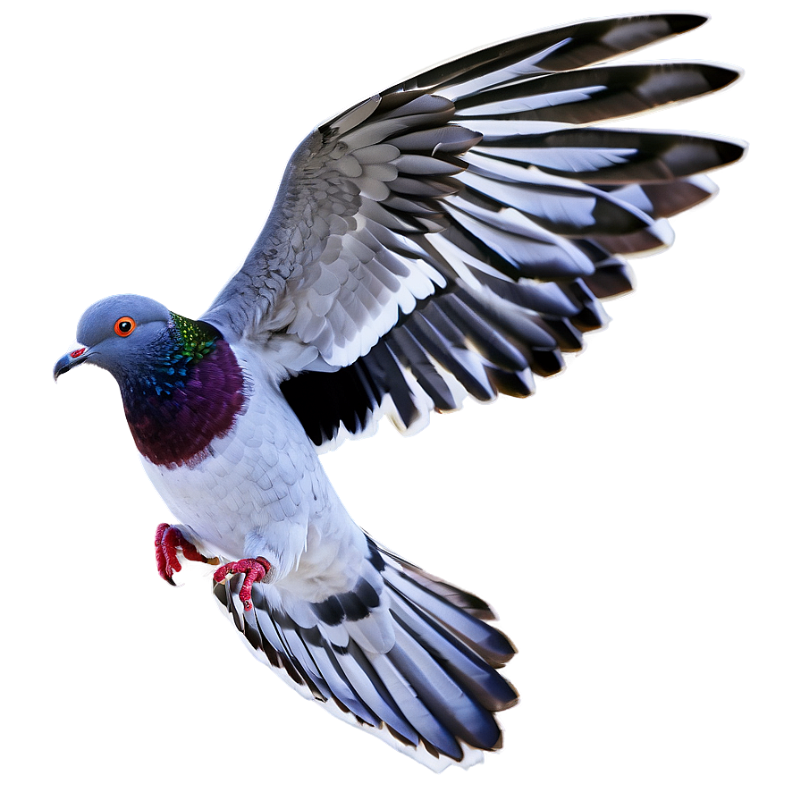 Pigeon Flying Png 27 PNG image