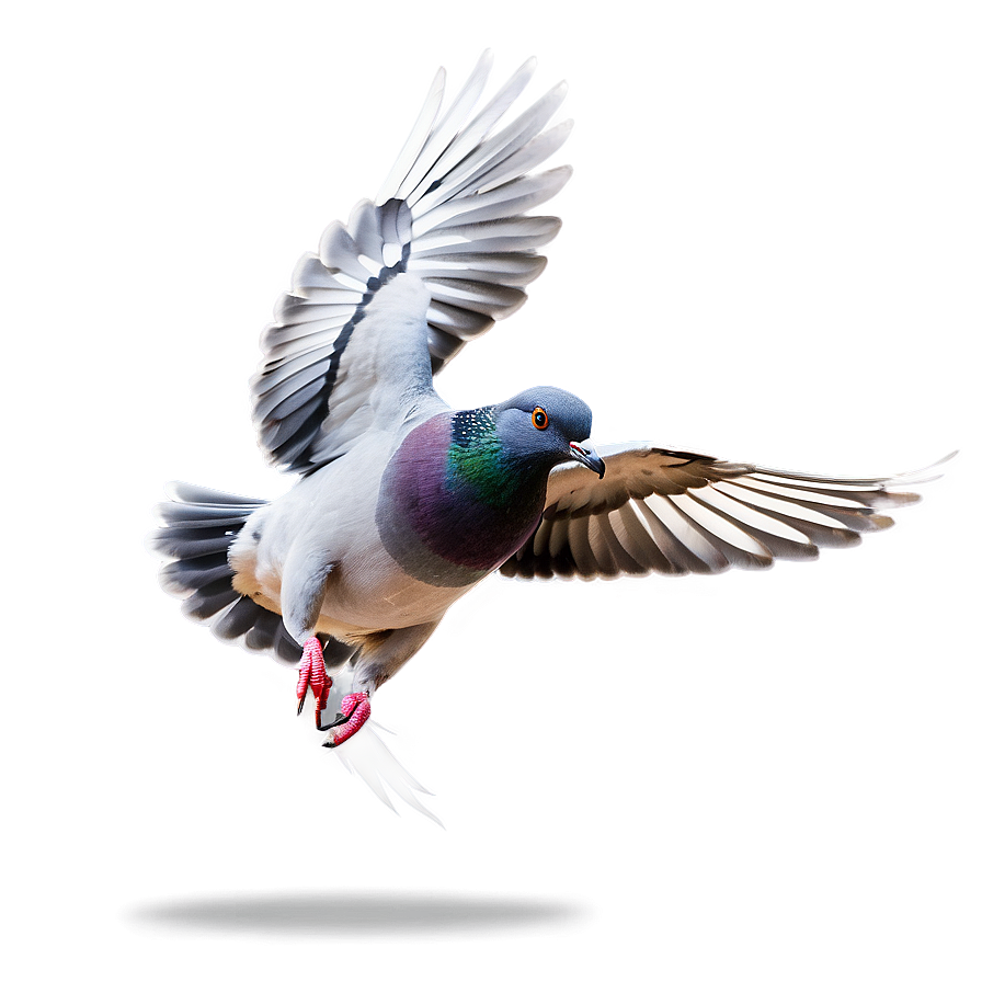 Pigeon Flying Png Lem50 PNG image